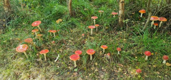 Fly Agaric